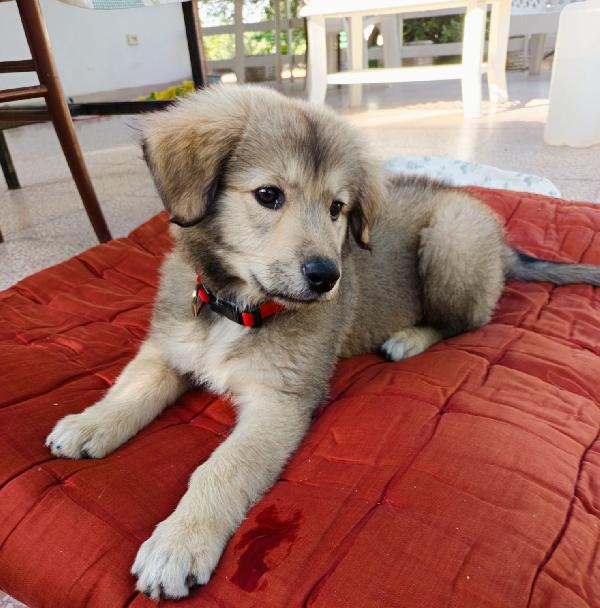 Lyuba, cucciola 2 mesi e mezzo Foto 3